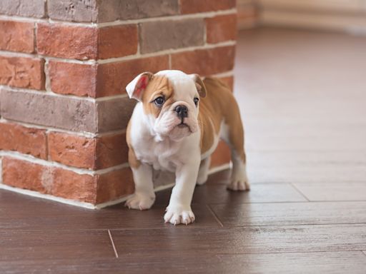 English Bulldog Puppy Adorably Waits for Breakfast and Even Sheds an Impatient Tear