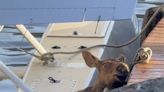 Baby moose trapped in a lake rescued from ‘a sure demise’ in Alaska