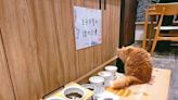 貓咪咖啡廳寵物過勞 餵食秀恐觸法