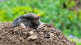 7 plants that repel moles and keep them out of your yard