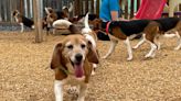 Se rescataron 4000 beagles de un centro en Virginia y ahora necesitan un nuevo hogar