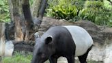 馬來貘「英雄」高溫猝逝！北市動物園嚗：無法製作標本