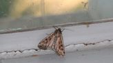 Here's what to know about miller moths in Pueblo, including how to get rid of them