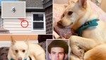 Queens pup cheats death after being shot by stray bullet in its own home: ‘A very good dog’