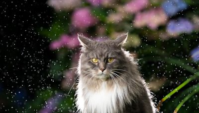 Maine Coon Cat Makes Epic Escape From Fox on Dock Thanks to Mom's Kayak Arrival