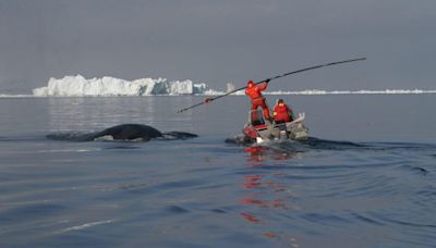 World's oldest whale found with 100-year-old harpoon in its side