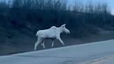 ‘Spiritual moment’: Rare albino moose seen crossing Canadian highway