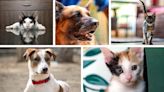 Adopt A Pet: Delhi-NCR folks, get yourself a furry pal for life!