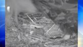 Eaglet hatches at US Steel bald eagle nest