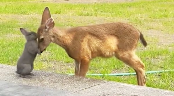 Once Upon A Time In Oregon: Homeowner Captures Real-Life Bambi And Thumper Visit