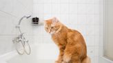 Orange cat owner attempts to take relaxing bath, goes as you'd expect