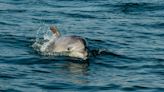 Dolphin cruises help Istanbul treasure its Bosphorus bottlenoses