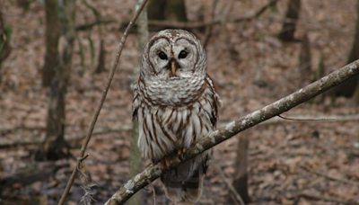 The US Plans To Kill 450,000 Owls To Save Another Species