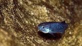 How rare Devils Hole pupfish populations came back to life in Death Valley