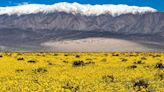 Flowers In The Desert: Death Valley’s Beautiful Bloom