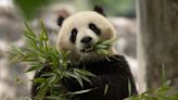 China is sending giant pandas to US zoos for the first time in decades