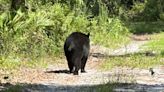 'We're concerned about the animals': Pristine land on Lake Griffin could be developed