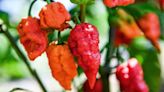 Capsaicin: The kick from your chilli can have side effects