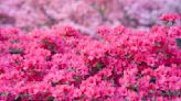 ‘Vigilance is key’ – expert tips to combat the most common azalea diseases