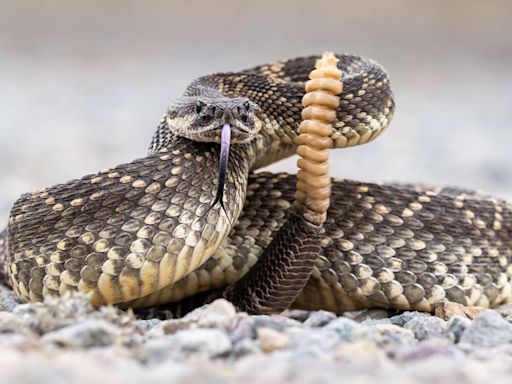Calif. Man Opens Package in Mail and Finds Live Rattlesnake — And His Family in Fla. Got Similar Parcel