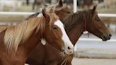 Horses go for high dollars at Cody Horse Sale