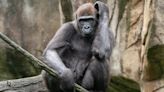 Gorilla at Cincinnati Zoo placed in world's first 3D-printed titanium cast is healing well