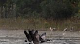 Imperial Oil spill into lagoon contaminates flock of Canada geese