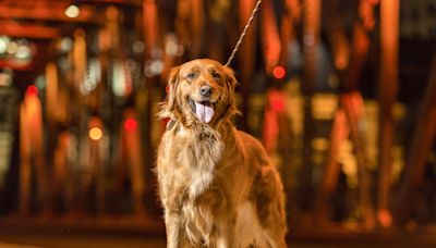 Golden Retriever Can't Get Enough of Big Slide at Amusement Park