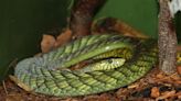 Police warn residents after "extremely venomous" green mamba escapes