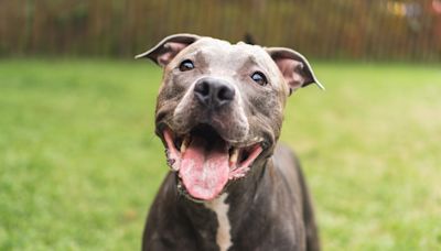 Woman picks saddest dog at shelter, gives him the 'life he deserves'