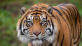 Point Defiance Zoo euthanizes 13-year-old endangered tiger. Sanjiv ‘is greatly missed’