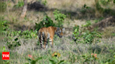 STR's rewilded tigress found dead on 21th day, territorial clash suspected | Bhopal News - Times of India