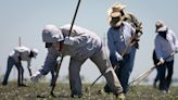 Kevin McCarthy must get behind this farm bill to secure more ag workers for California | Opinion