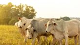 IMEA: Alta oferta de gado prolonga escalas de abate e derruba preços | Agro Estadão