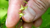 Plant hidden in Vermont for 108 years rediscovered thanks to botanist's keen eye