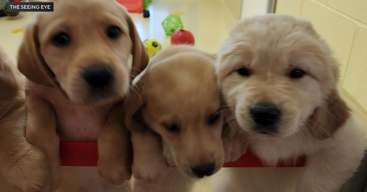 New Jersey nonprofit Seeing Eye looking for volunteers to help raise future guide dogs