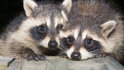 Baby Raccoons Trying to Play with Ball at Miller Zoo Are Capturing Hearts