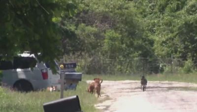 Pack of 8 dogs in Dallas County attack a 52-year-old woman