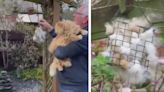 Kindhearted Man Leaves His Cat’s Fur Outside for Birds To Make Their Nests