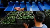 Assault on U.S. avocado inspectors in Mexican state led to suspension of inspections