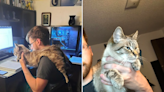 Man's unique solution for cat who keeps distracting him from work