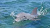 Baby Dolphin Held in Viral Photo Has Reportedly Died