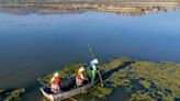 Laguna Alalay está recuperada, tiene 1.500 aves de 30 especies - El Diario - Bolivia