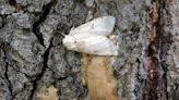 Spongy moth treatment planned for two counties in southern West Virginia