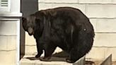 Hank the Tank, California’s Infamous Problem Bear, Will Be Relocated to Colorado