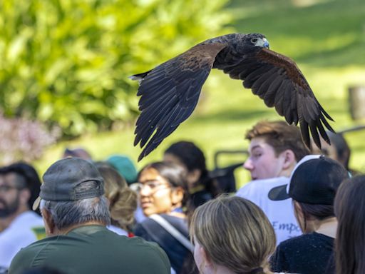 Help the Fresno Chaffee Zoo find their Harris’s hawk, Ripley