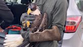 Flight to freedom: bald eagle will be released Sunday at Martin Marietta Park