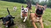 'Demon' Dog Ralphie Excels at Agility Training After Adoption: 'He's Going to Do Amazing Things'