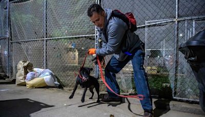 Estados Unidos: Las ratas en Nueva York, un problema que merece una cumbre internacional para afrontar el tema