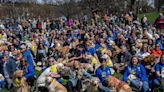 Momento adorable en FOTOS; cientos de golden retrievers se reúnen en Bostón para celebrar el legado de Spencer